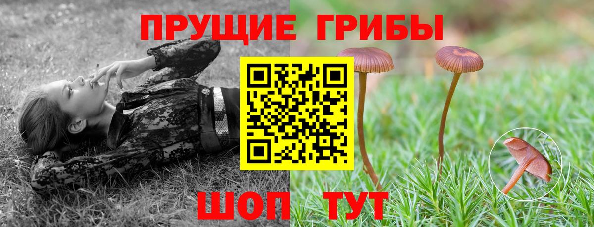 купить   Вход с VPN  Саратов  Галлюциногенные грибы GOLDEN TEACHER 